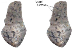 Fig. 16: Silicified limestone (‘bluestone’) from Mesolithic site at Daer Reservoir