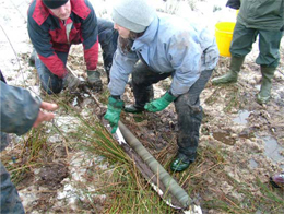 3. Banded grey sediment in a 1.0m long Russian corer: February 2010