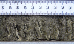 6. Laminated calcium carbonate / organic mud sediment in the early part of the Holocene Epoch