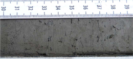 7. Moss stems scattered in pale grey mud.