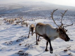 Reindeer migration