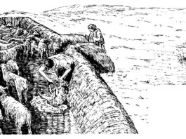 Illustration of sheep being clipped in a bucht
