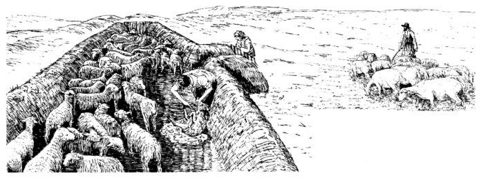 Illustration of sheep being clipped in a bucht